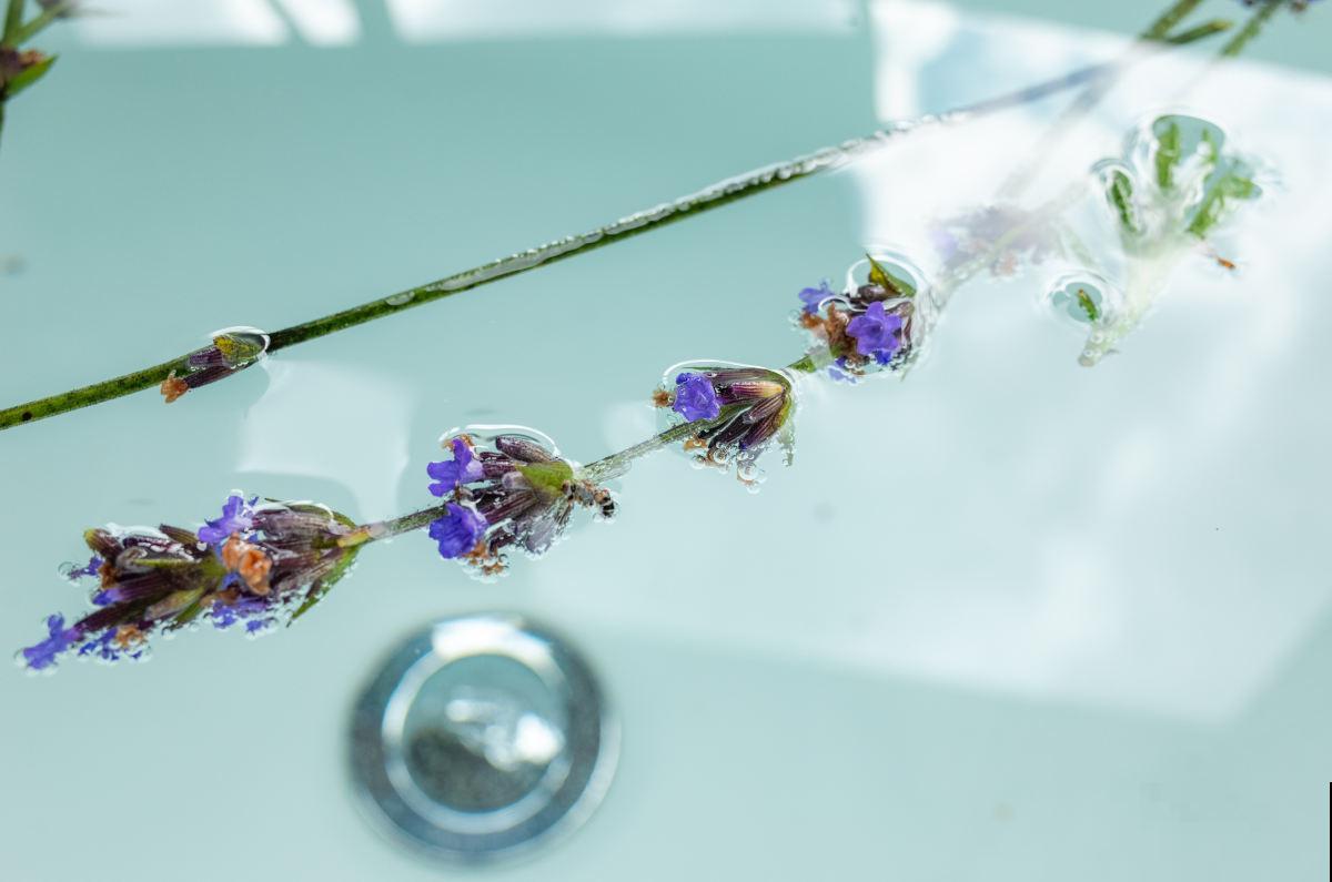 “失眠克星”?卧室里养这几种植物,再也不都用担心失眠了! “失眠克星”?卧室里养这几种植物,再也不都用担心失眠了!