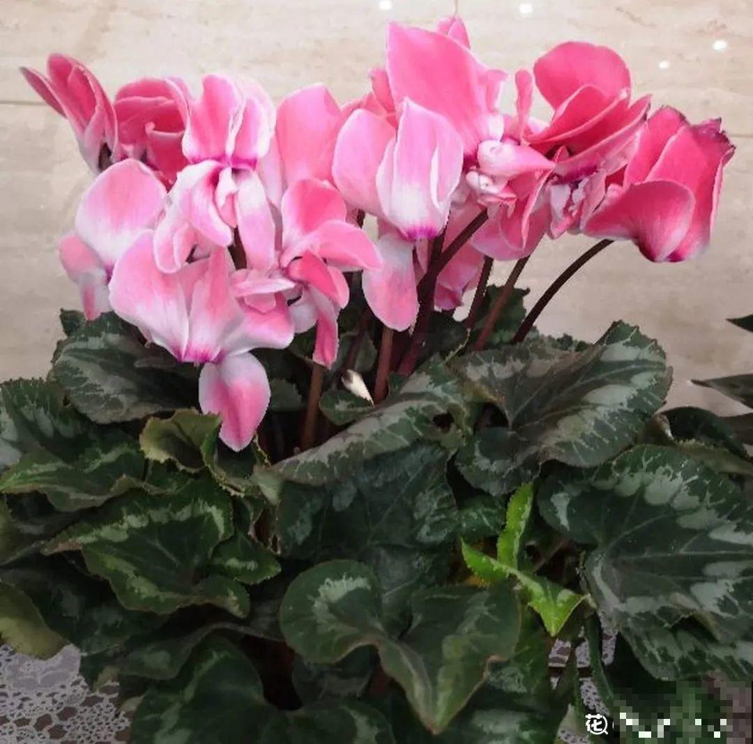 24种花,净化空气最厉害,绿萝竟然倒数! 24种花,净化空气最厉害,绿萝竟然倒数!