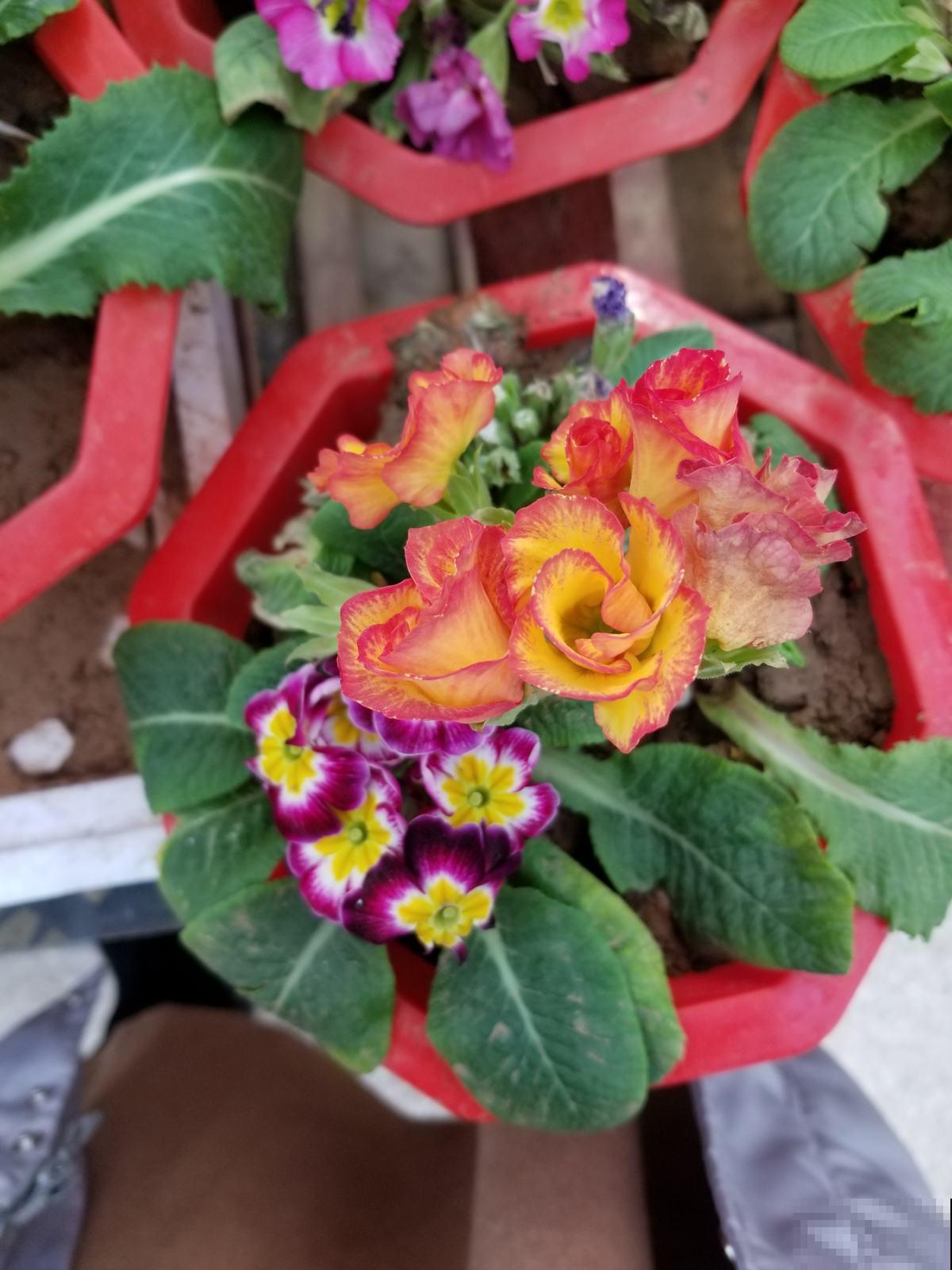 小面积的南窗台，养这6种花，一个春天就爆花