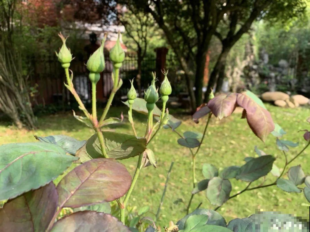 月季12个月计划表，按照这个养，大花墙不是梦！