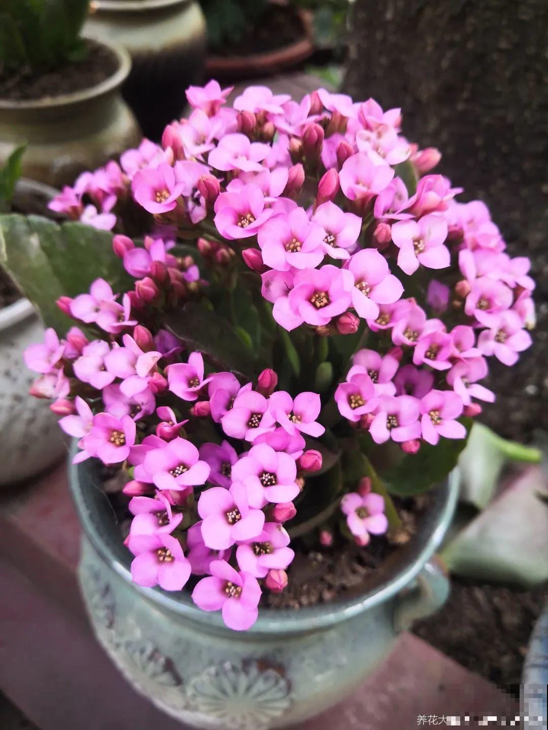 长寿花超全大养护，养爆盆的秘密，全在这里！