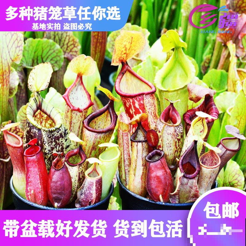 4种超有趣的植物，随便养一种，都成了“玩具”