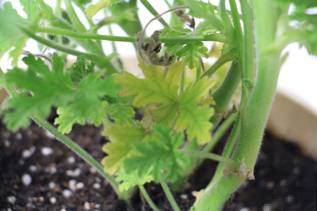 养花不用买肥料，在家自制氮肥，叶片油绿长得快！