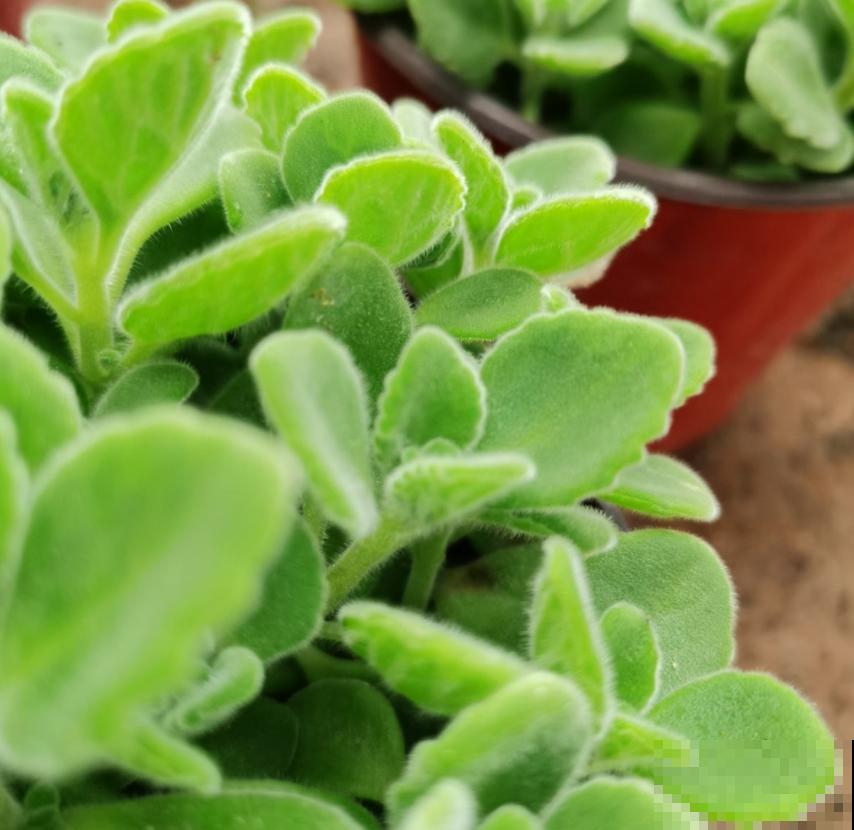 茉莉花安眠还提神，办公室里放一盆，又美又舒心！