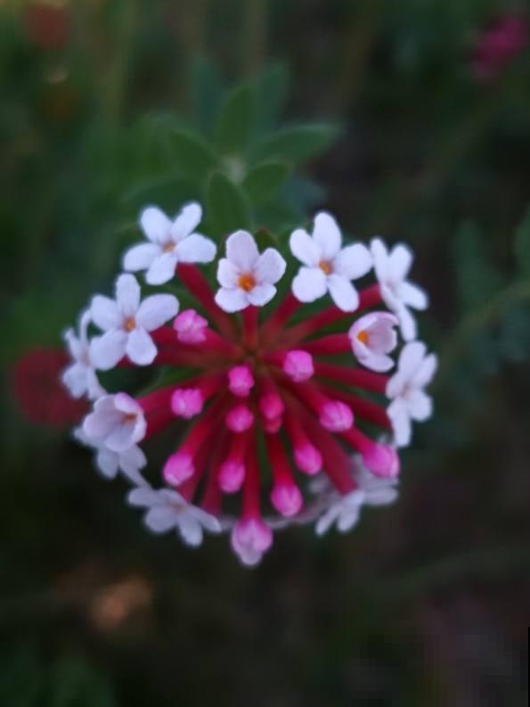 一种毒花要远离，花朵鲜艳含剧毒，却也有“温柔”一面