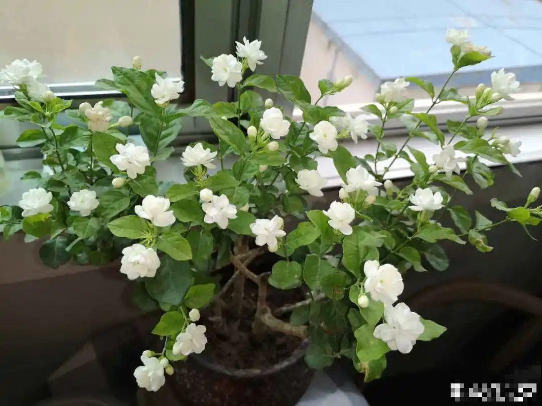 春天花要苏醒了，快施肥，新芽狂窜不断