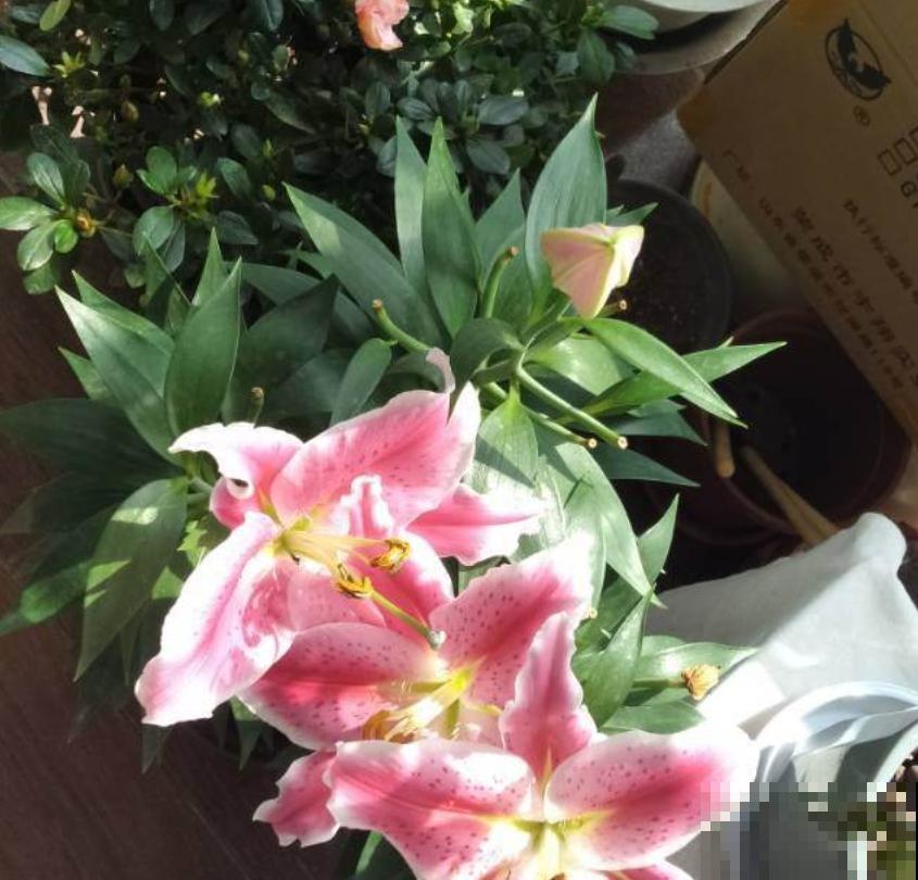 你以为养花很安全?惨案不时发生,下手的都是自己人! 你以为养花很安全?惨案不时发生,下手的都是自己人!