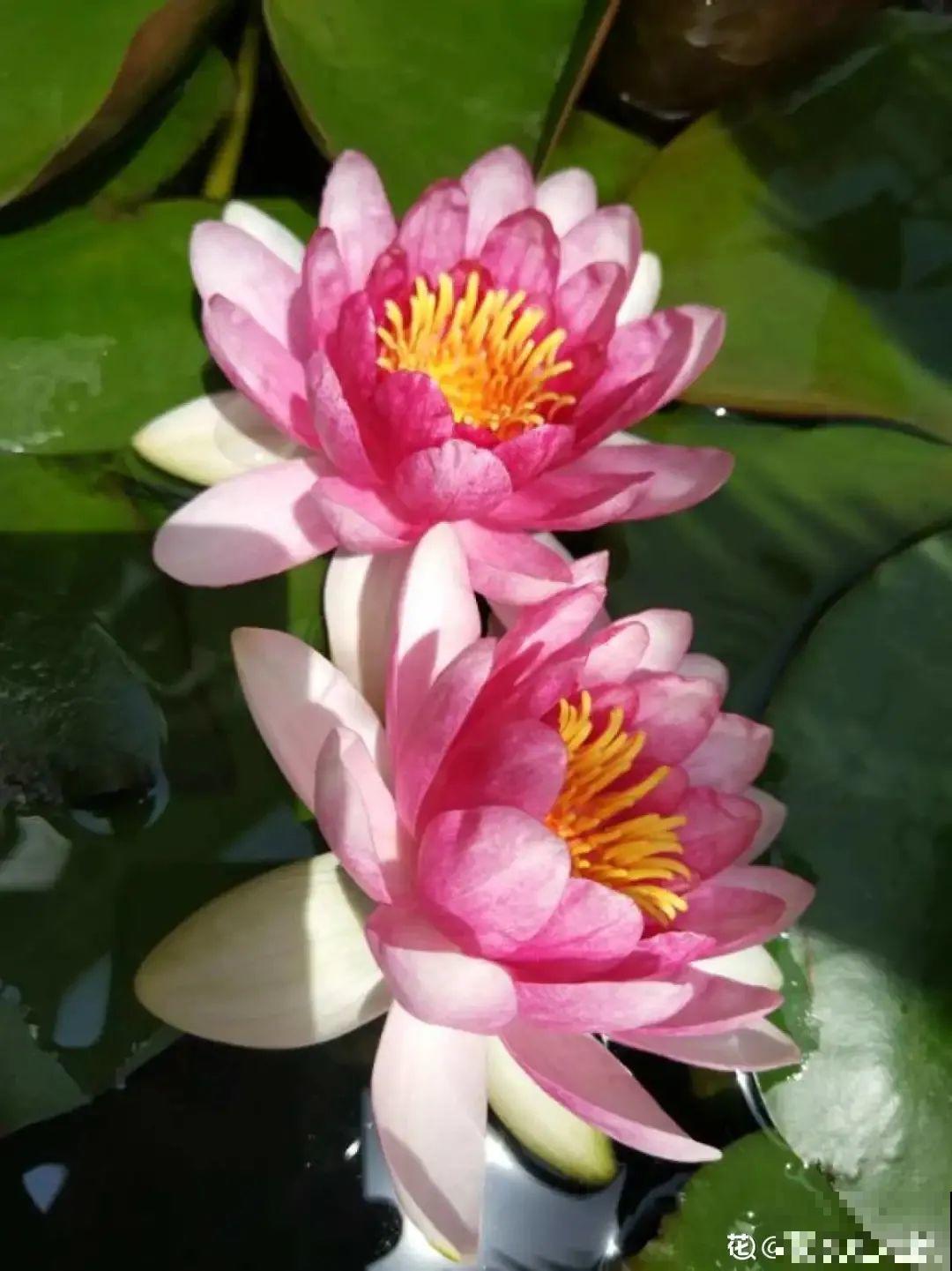 家里养盆“花中睡美人”，一天灌一瓢水，开花多得大缸放不下！