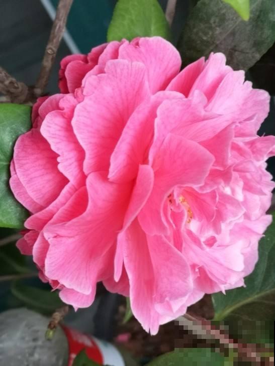 茶花越冷开花越多,但总是掉花苞,原来养护出现问题 茶花越冷开花越多,但总是掉花苞,原来养护出现问题