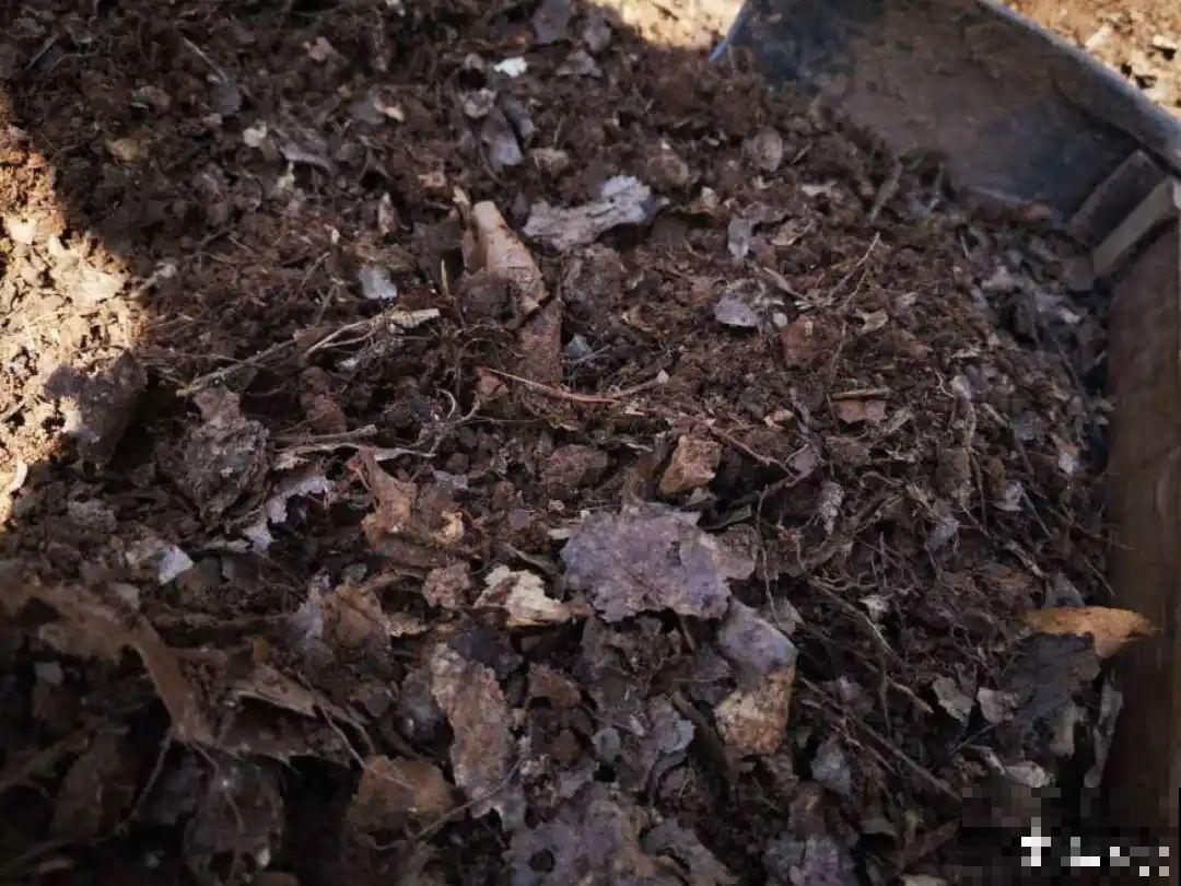 10个养花偏方,一般人我不告诉他,养花太好用 10个养花偏方,一般人我不告诉他,养花太好用