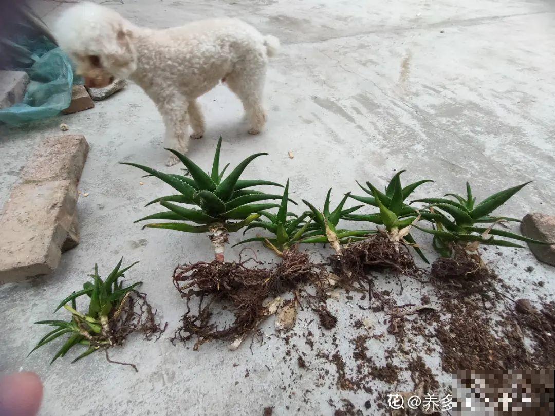 花出现7种情况，必须换盆，否则花活不过春天