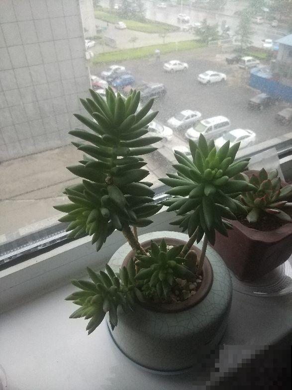 多肉长得老高，长成了“瘦高杆”，赶紧砍掉还能变美