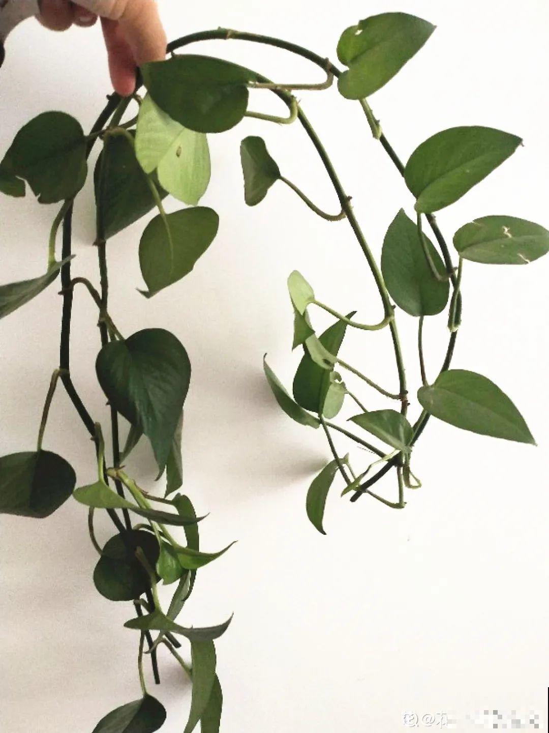 现在扦插超好活，剪根枝，捂3天，冒出狗牙根！