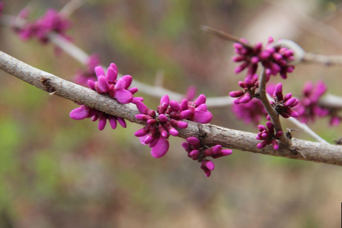 在家盆栽紫荆，这些事情你一定要注意，花朵才能开得更好！