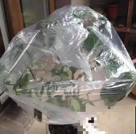 废弃塑料袋堆成山？囤起来养花，效果非常好！