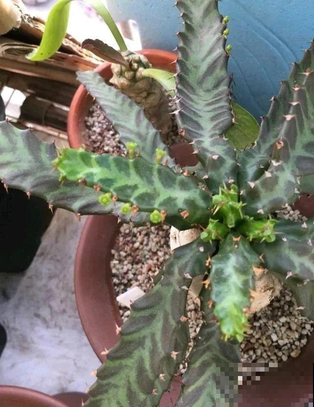 农村树上长出大萝卜?开出灯笼花,价格贵的出奇! 农村树上长出大萝卜?开出灯笼花,价格贵的出奇!