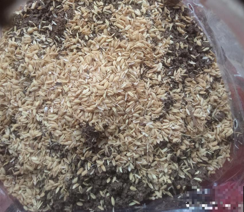 油桶用来种菜，省地儿还省钱，扔掉就是扔钱！