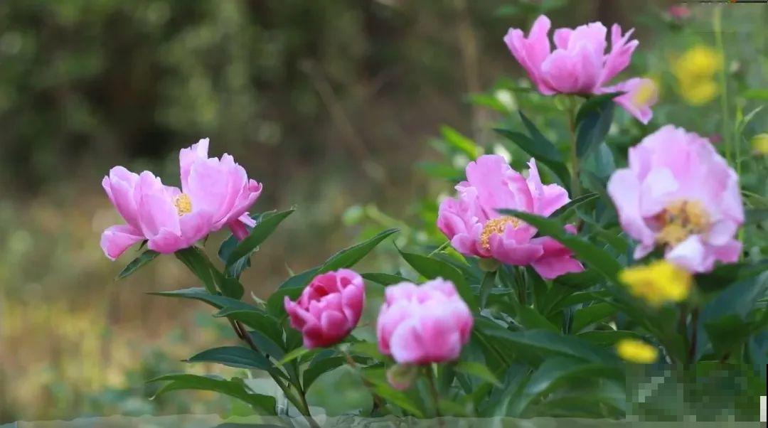 3年的时间，老院子变成大花园，过上塔莎奶奶一样的日子！