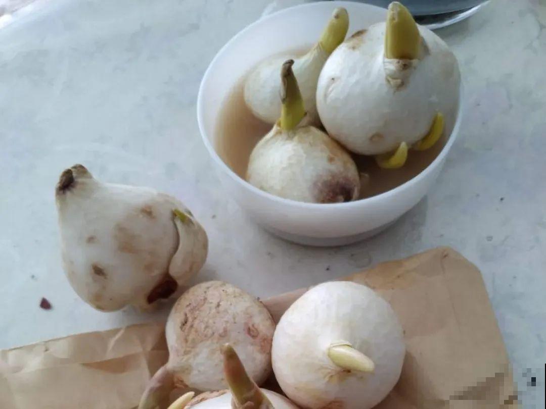 家里有这9种花,一定要冻一个月,才能开花更好看 家里有这9种花,一定要冻一个月,才能开花更好看