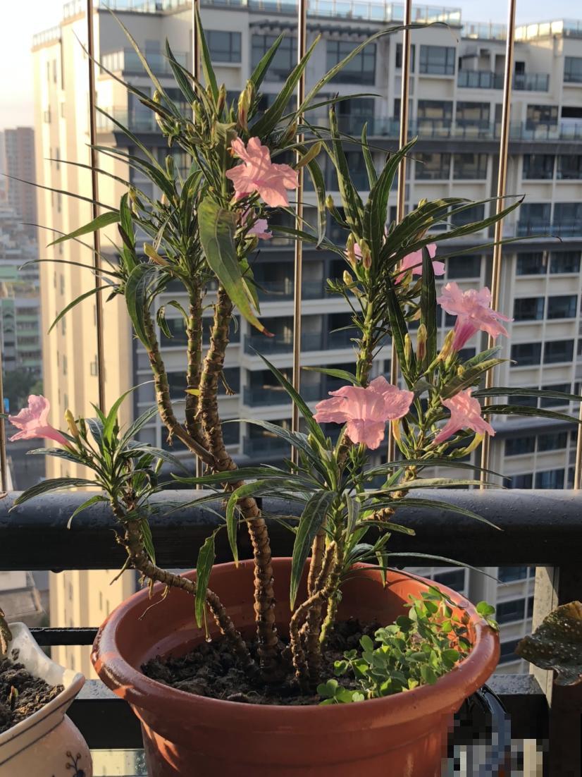 春天渐渐到来，养花人要提前做4件事，植物才能越长越旺盛