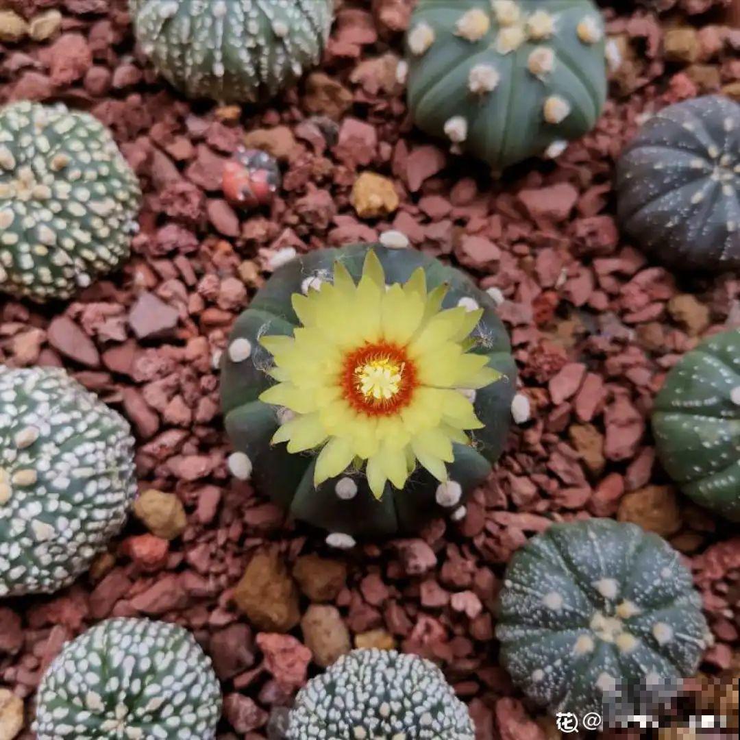 多肉一开花,颜值瞬间高八度,太美了! 多肉一开花,颜值瞬间高八度,太美了!