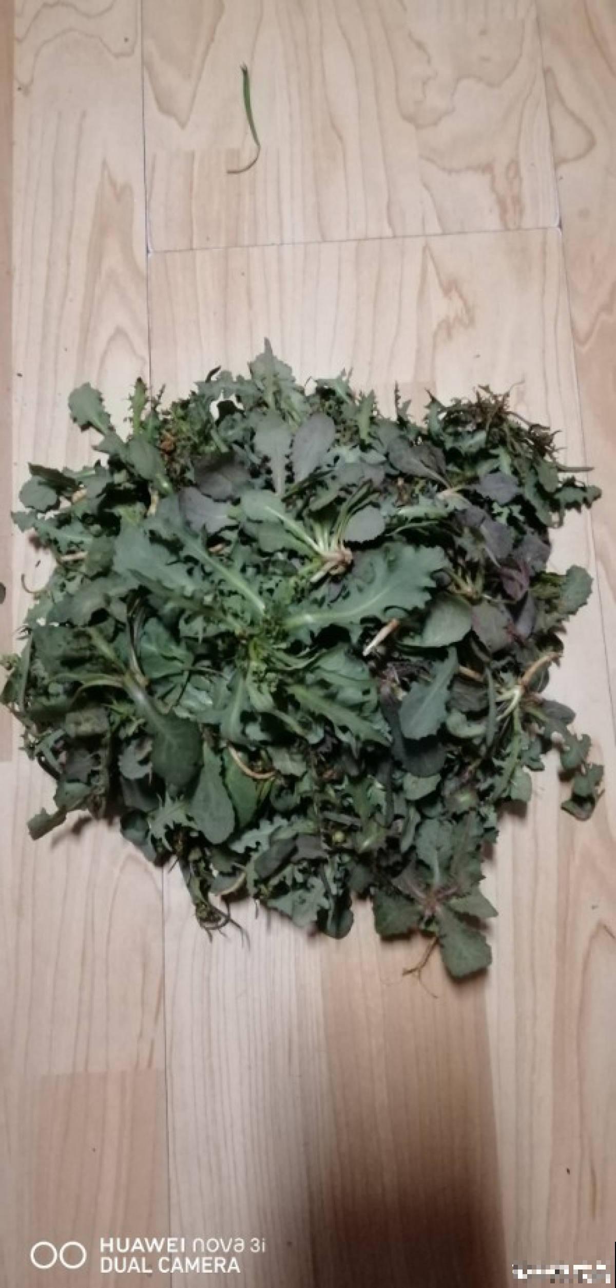 初春的野菜贵如金,挖的人越来越多,数量也越来越少 初春的野菜贵如金,挖的人越来越多,数量也越来越少