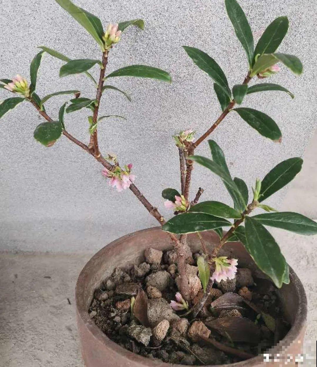 7种花，现在绝对不能剪，剪了一年不开花！