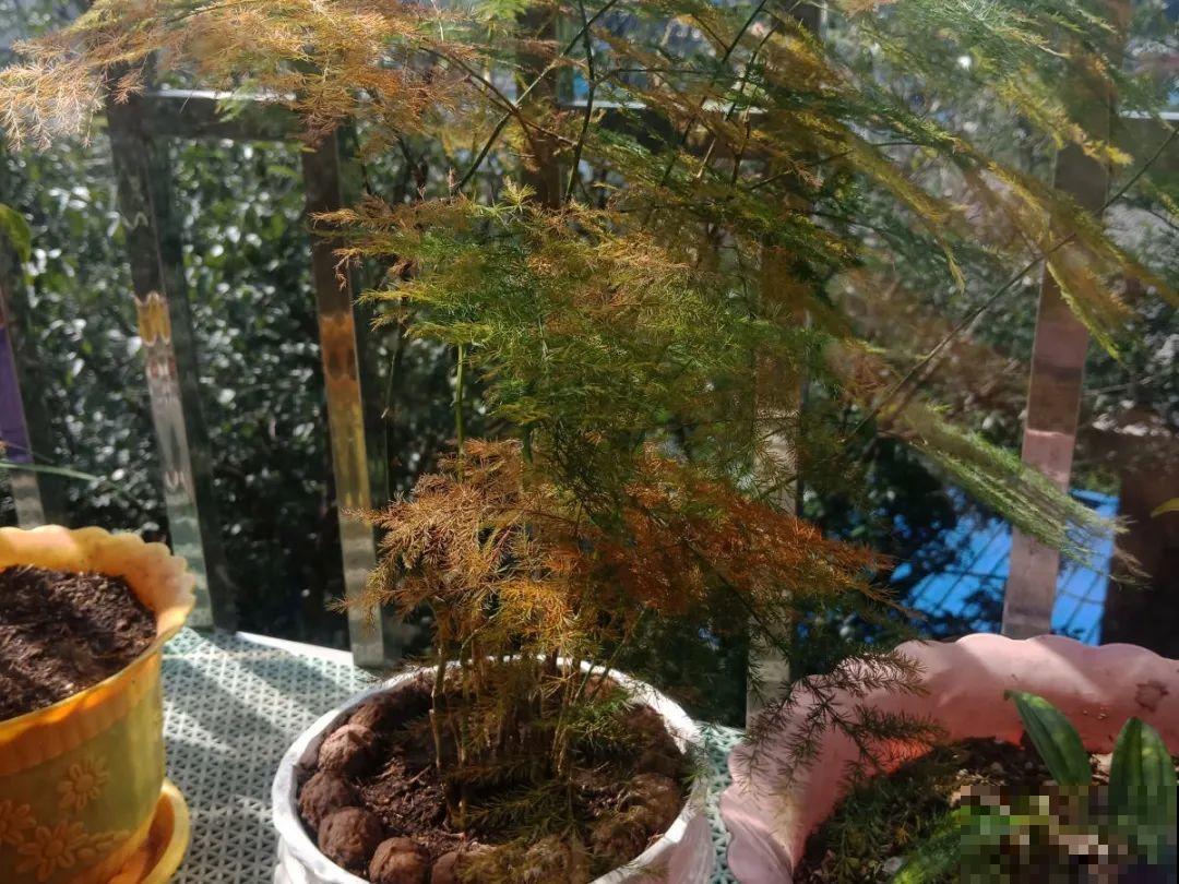 常见的20种花，赶紧搬进屋，再不管就冻死了