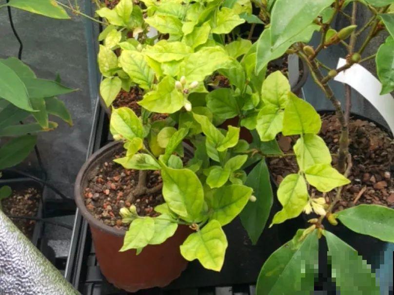 土里浇点果皮水，能维持土壤酸性，茉莉兰花开爆盆