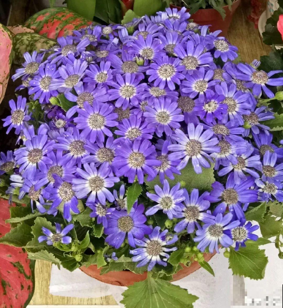 6种花是一次性，开完可以扔了，别再浪费时间