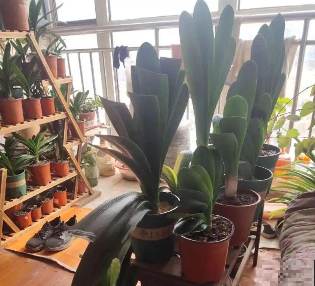 管住手！这几样事少做，花才能安稳过冬！