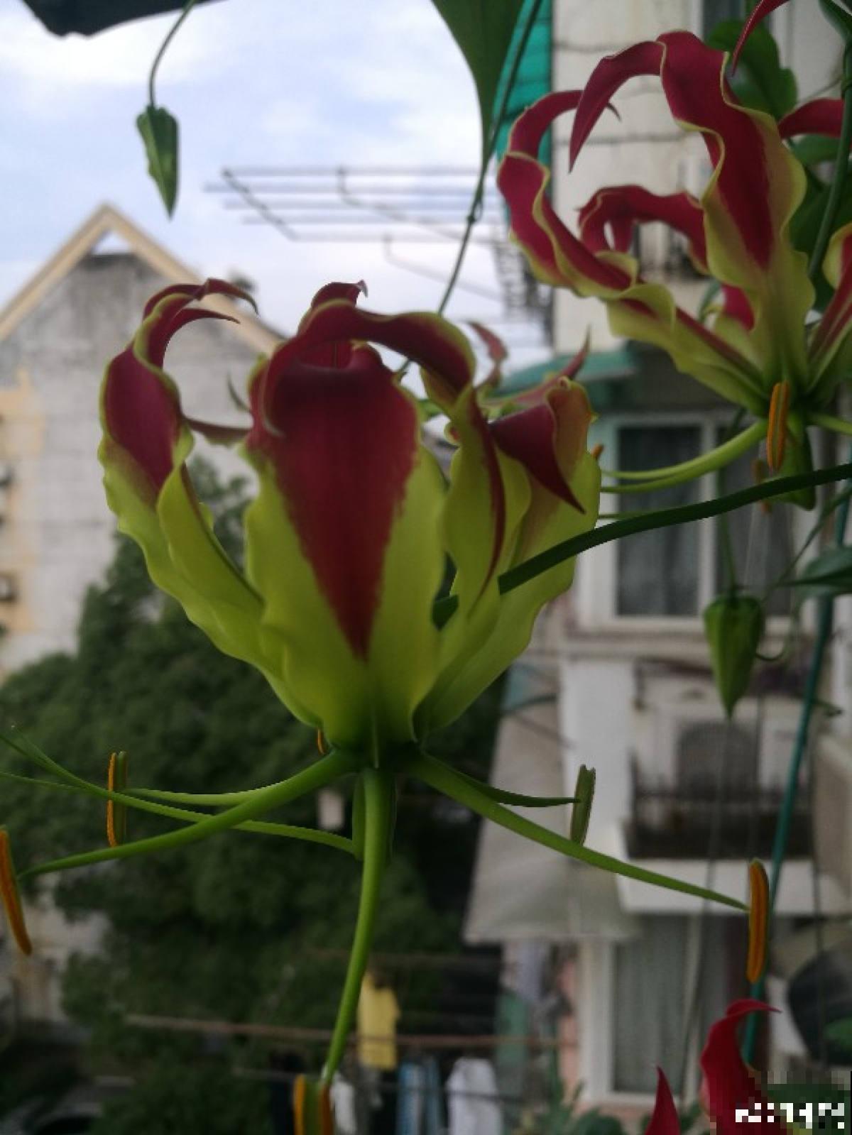 春天养盆“火焰”花，开花红红火火，一年都旺运