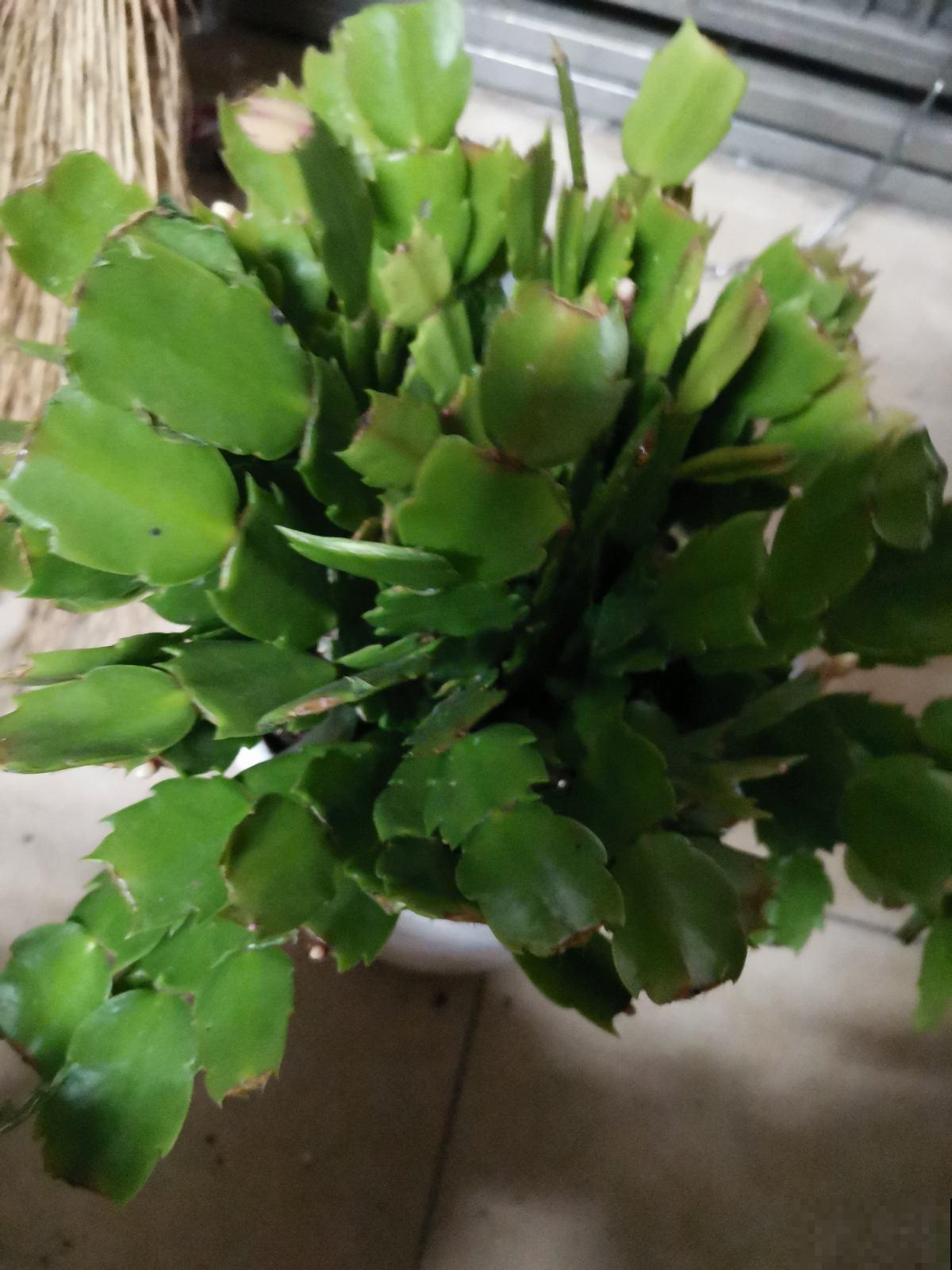 植物出现5种情况,说明根系有问题,要赶紧救治 植物出现5种情况,说明根系有问题,要赶紧救治