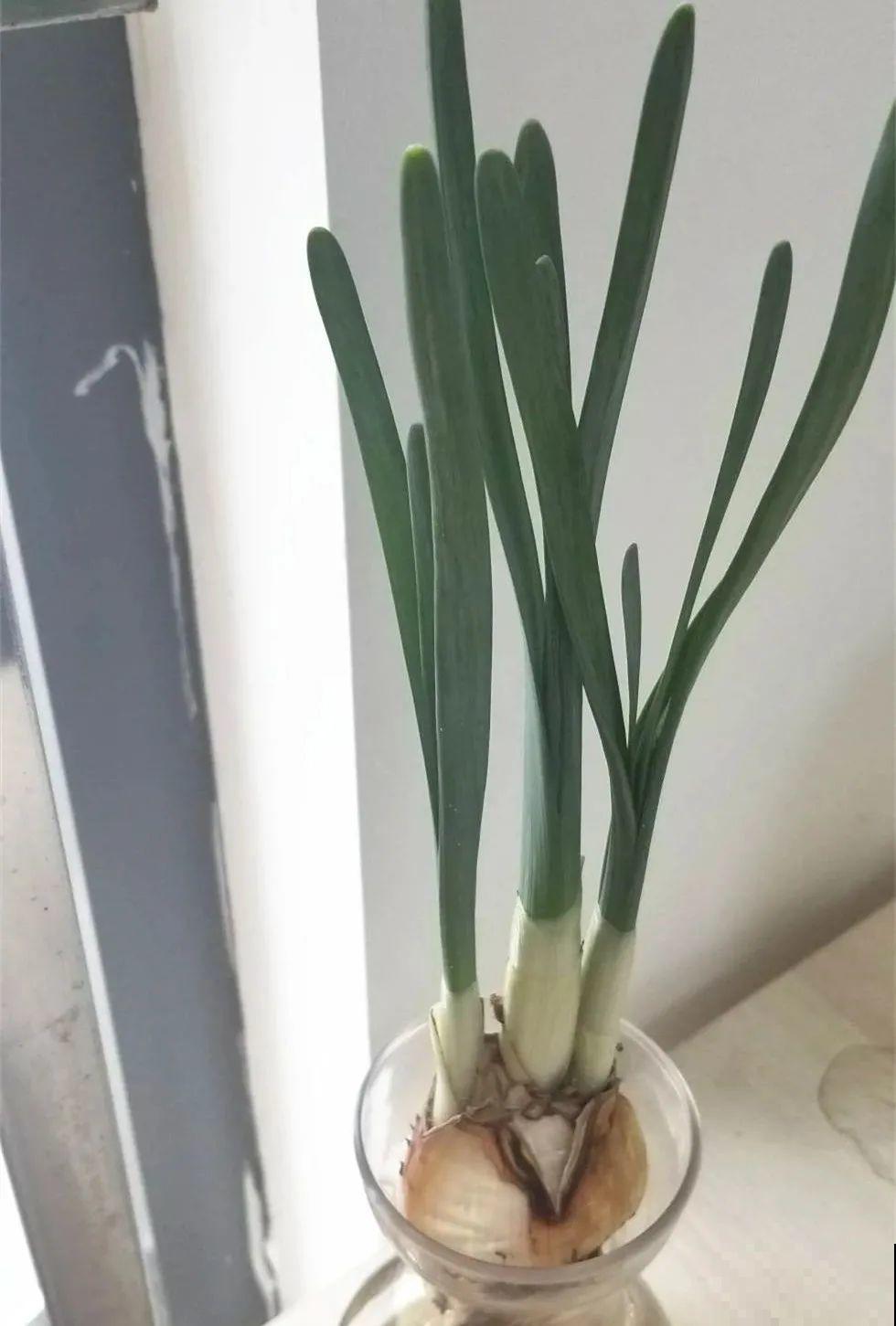 花长得像蔬菜，那也不能吃，有毒的！