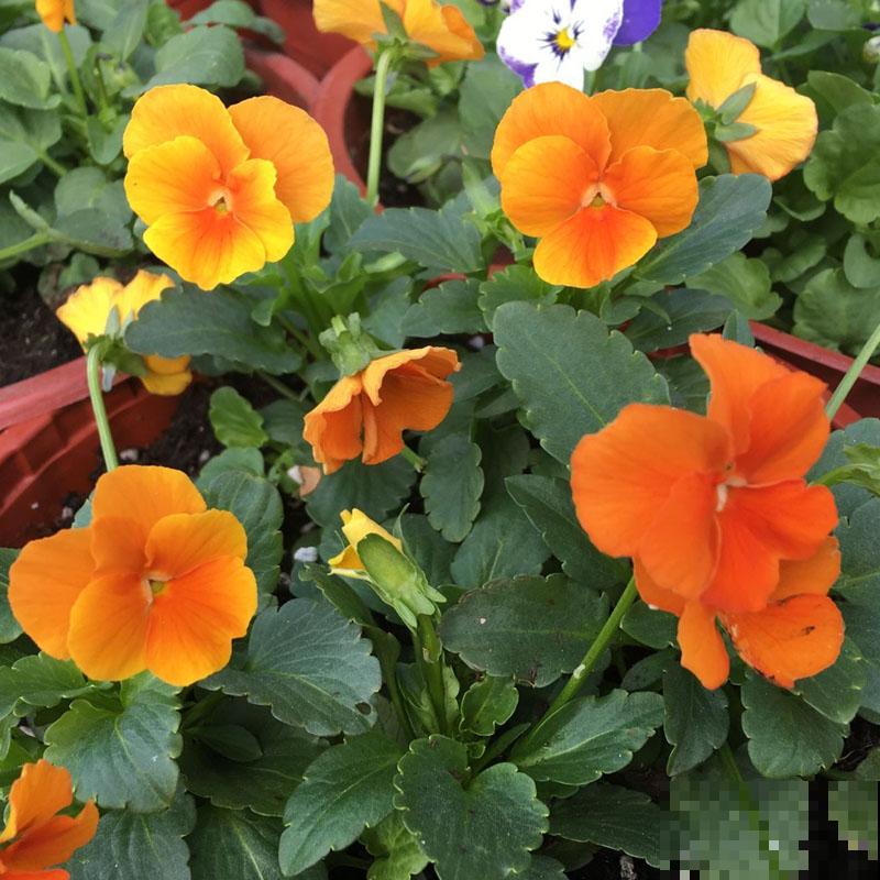 3种花就适合养满窗台，一开花犹如花海，满屋都是花！