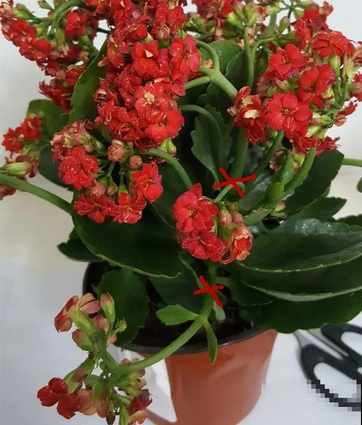 “过年花”开完，还能分10盆，每年都开花