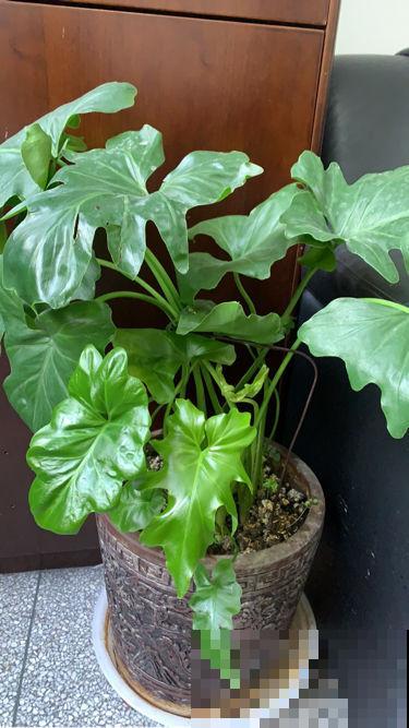 超耐阴的花,北阳台也能养,叶子美得像油画 超耐阴的花,北阳台也能养,叶子美得像油画