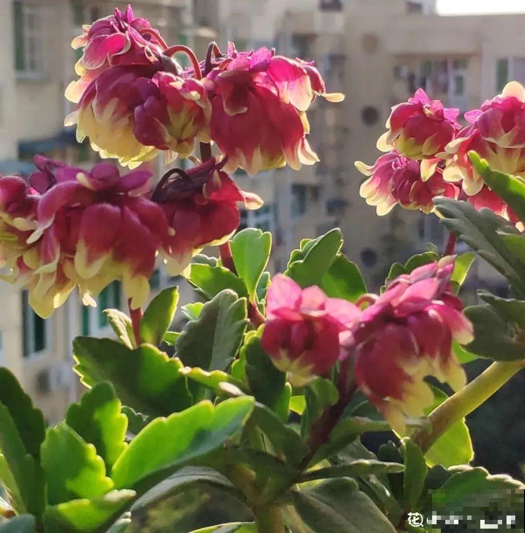 长寿花超全大养护，养爆盆的秘密，全在这里！