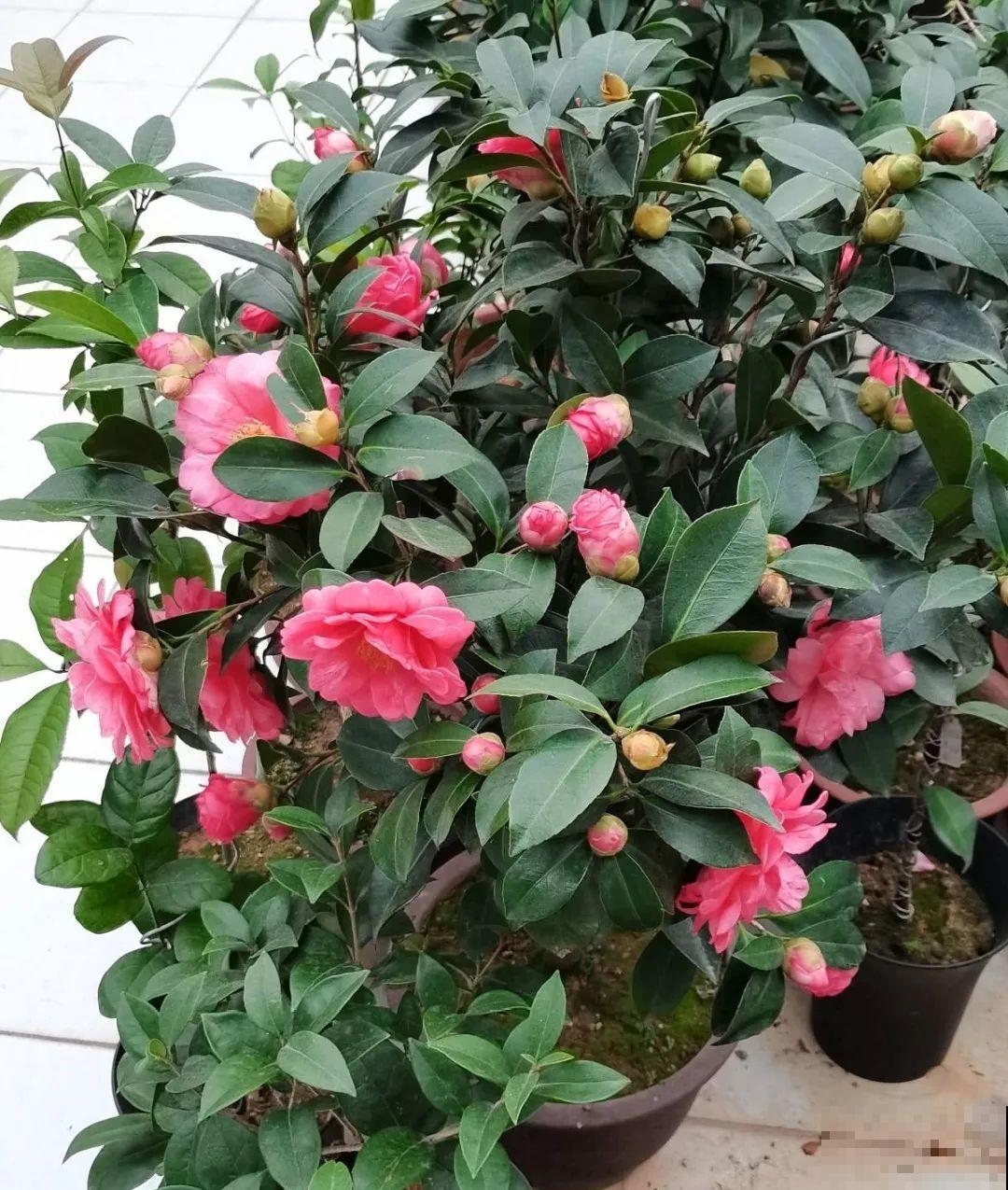 腊月养花禁忌，一定要保暖，不然花很快就死