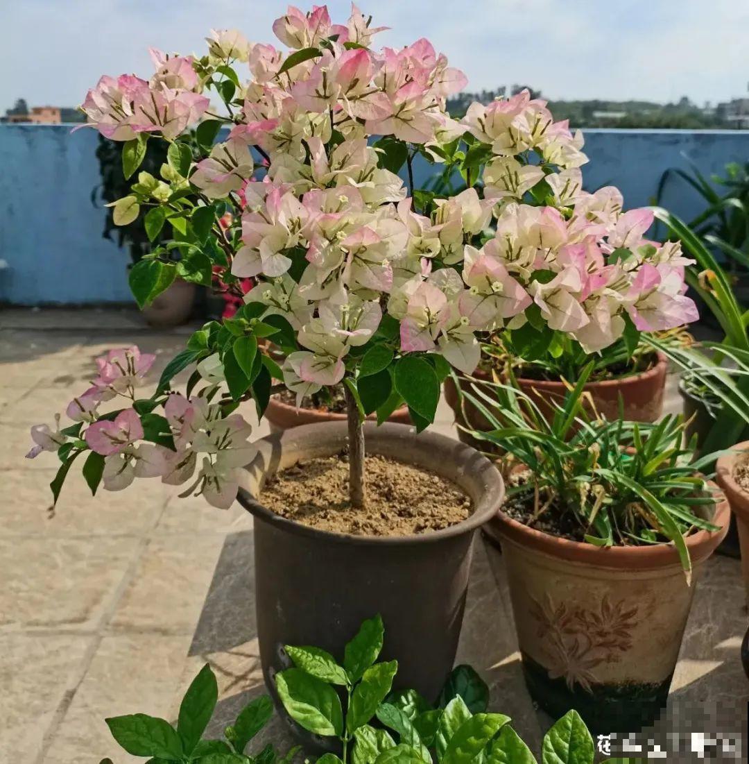 20种花春天开得正盛,花期长、容易爆花,虫害少! 20种花春天开得正盛,花期长、容易爆花,虫害少!