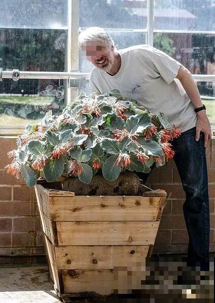 农村树上长出大萝卜?开出灯笼花,价格贵的出奇! 农村树上长出大萝卜?开出灯笼花,价格贵的出奇!