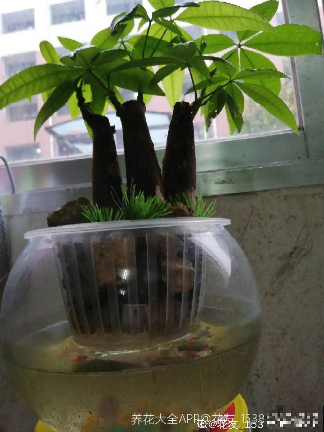 8种难养的花，脱土脱盆泡水里，越浇水长得越旺！