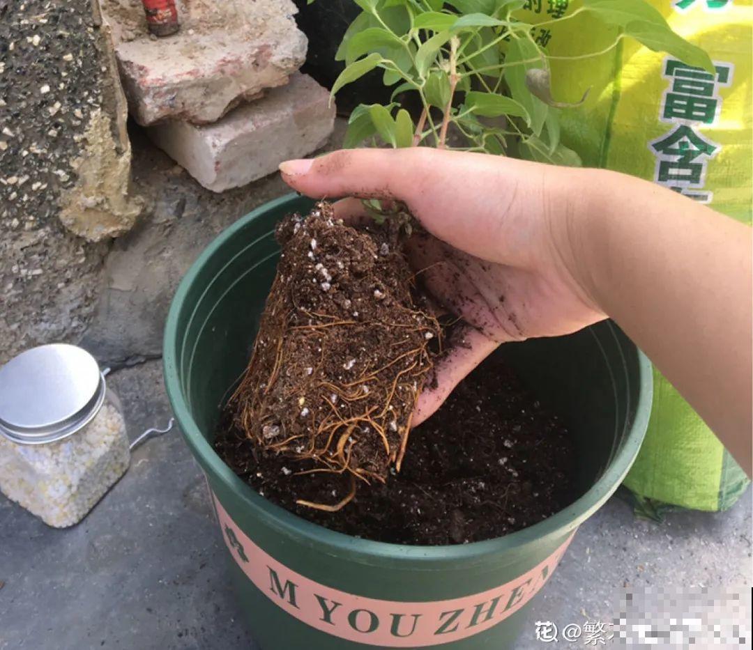 春天花要苏醒了，快施肥，新芽狂窜不断