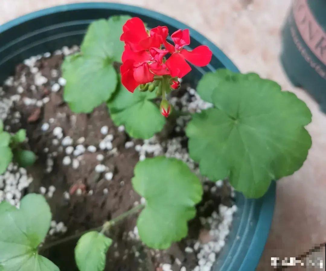 现在扦插超好活，剪根枝，捂3天，冒出狗牙根！