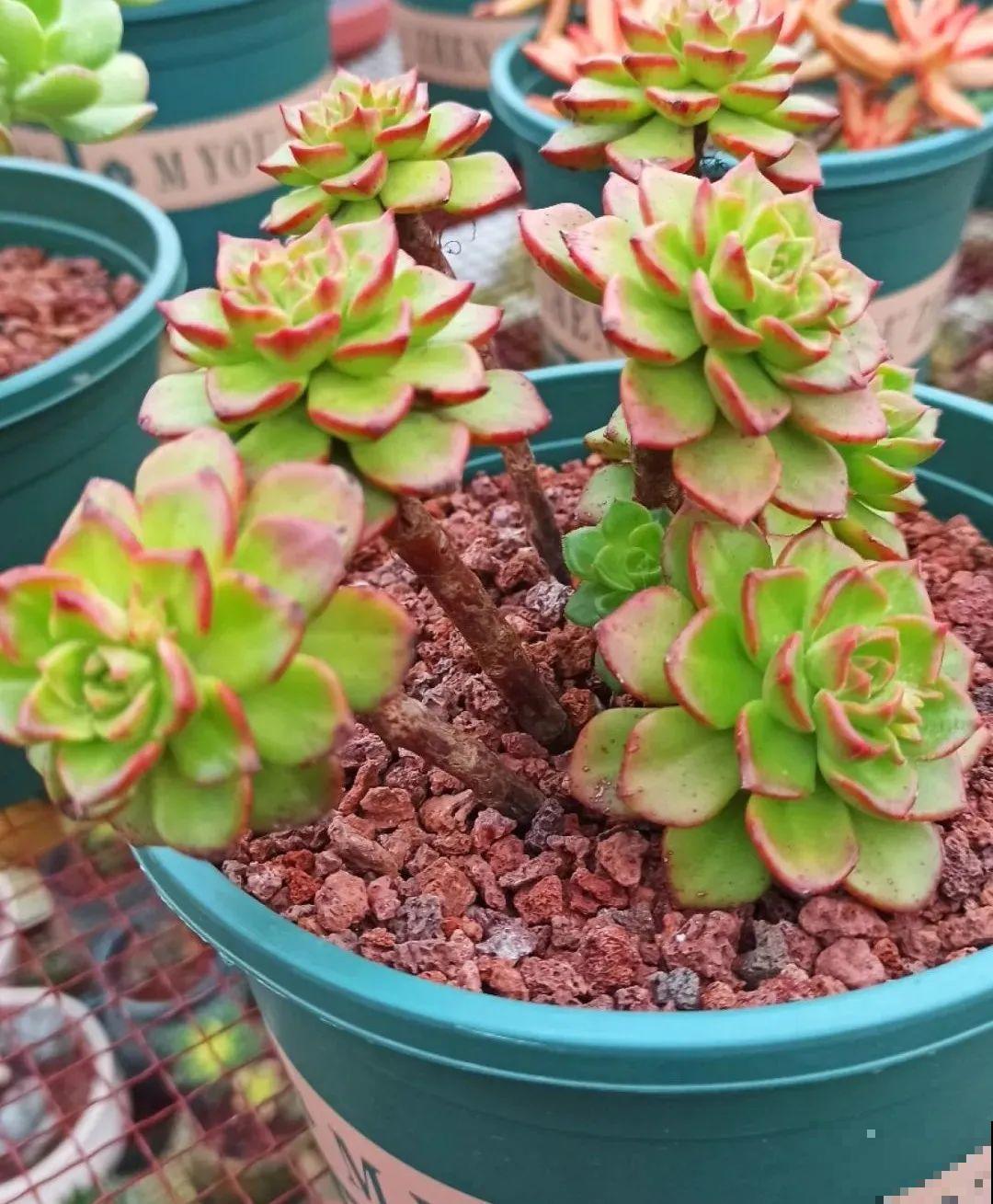 多肉养在大盆里,就是豪横霸气,棵棵大得像白菜 多肉养在大盆里,就是豪横霸气,棵棵大得像白菜