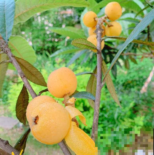黄色小果太美味，奈何贵，阳台种一棵，果实挂满枝！