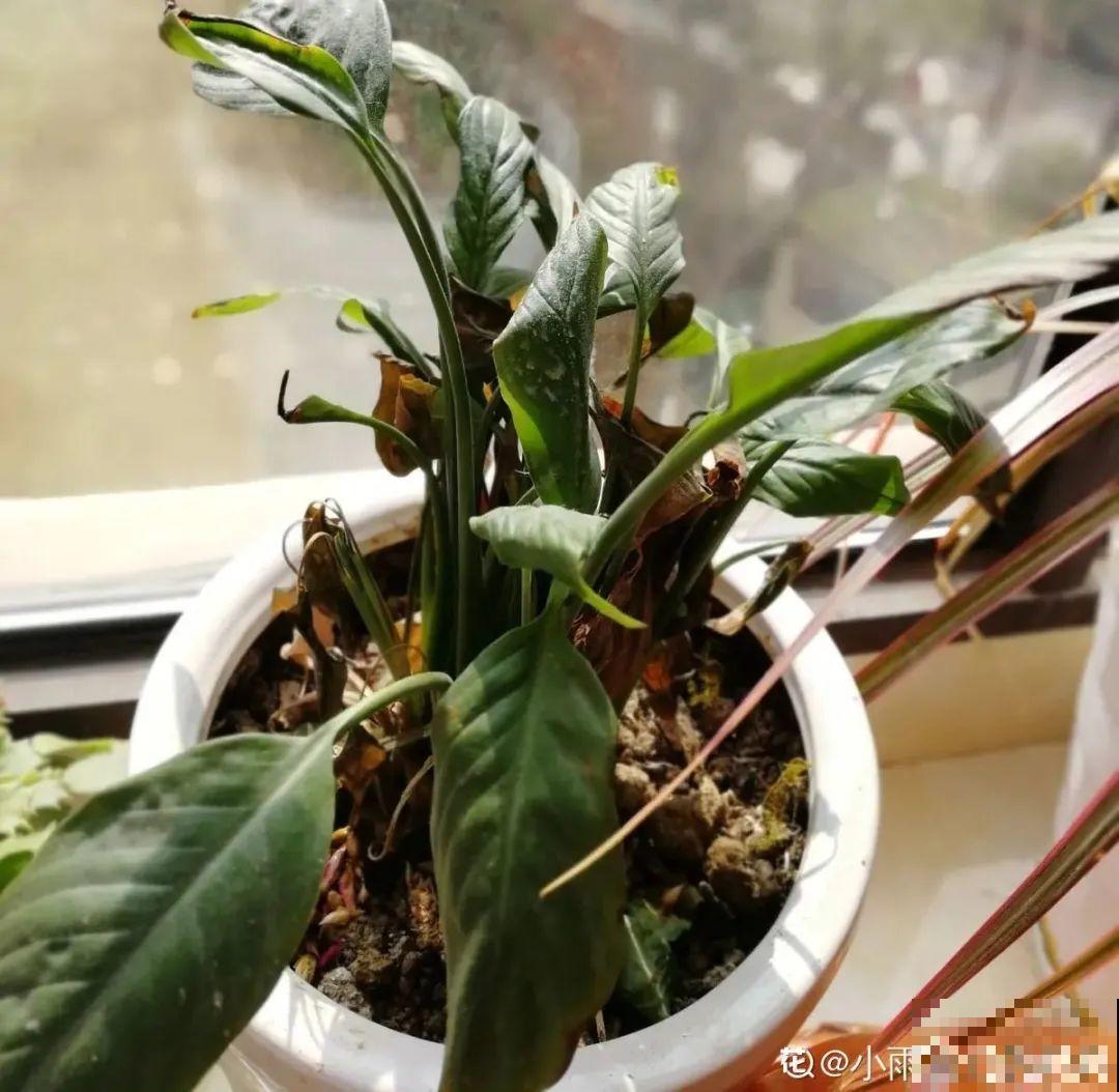 8种难养的花，脱土脱盆泡水里，越浇水长得越旺！