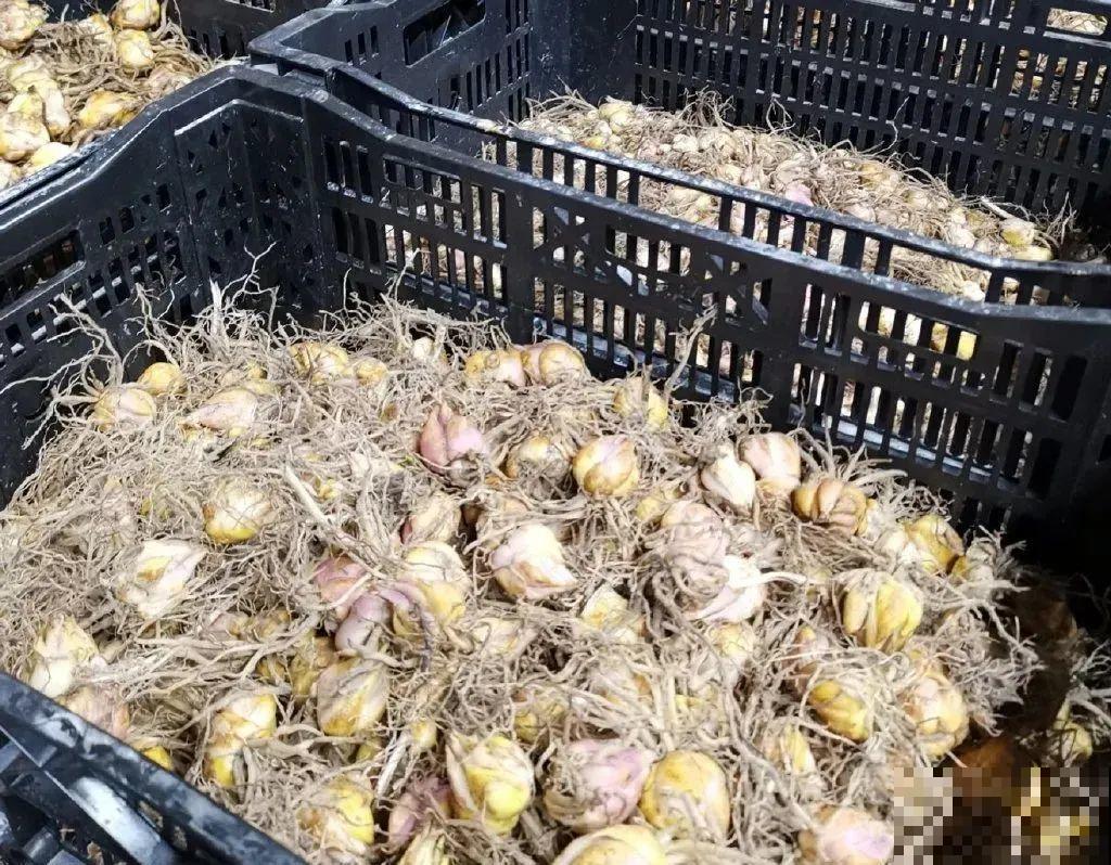 开花比脸大的百合，种下一个球，能爆一大窝球崽！