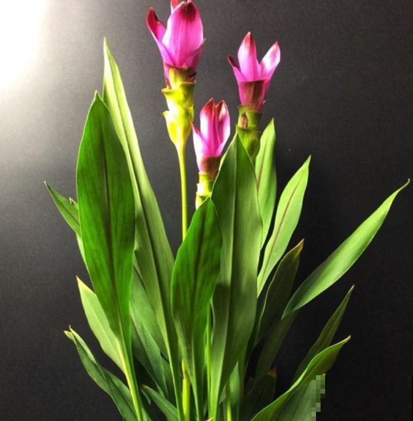 生姜居然能开出荷花?姜荷花仙气十足,养护方法也非常简单! 生姜居然能开出荷花?姜荷花仙气十足,养护方法也非常简单!