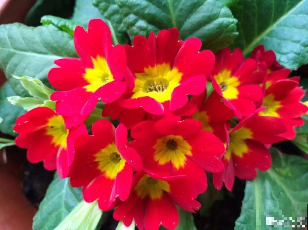 比绿萝好看的8种花，养护起来特简单，颜色还鲜艳